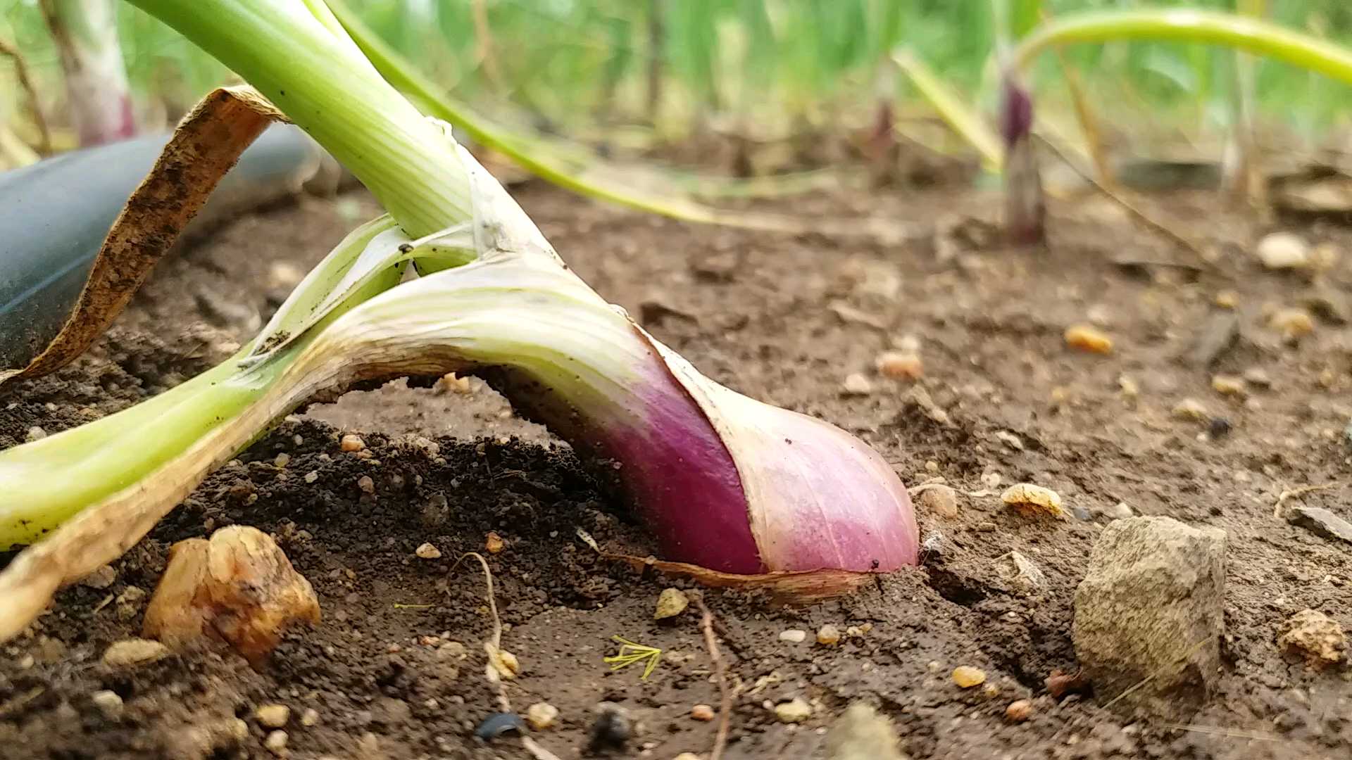 farmers expecting profit due to rain in chitradurga