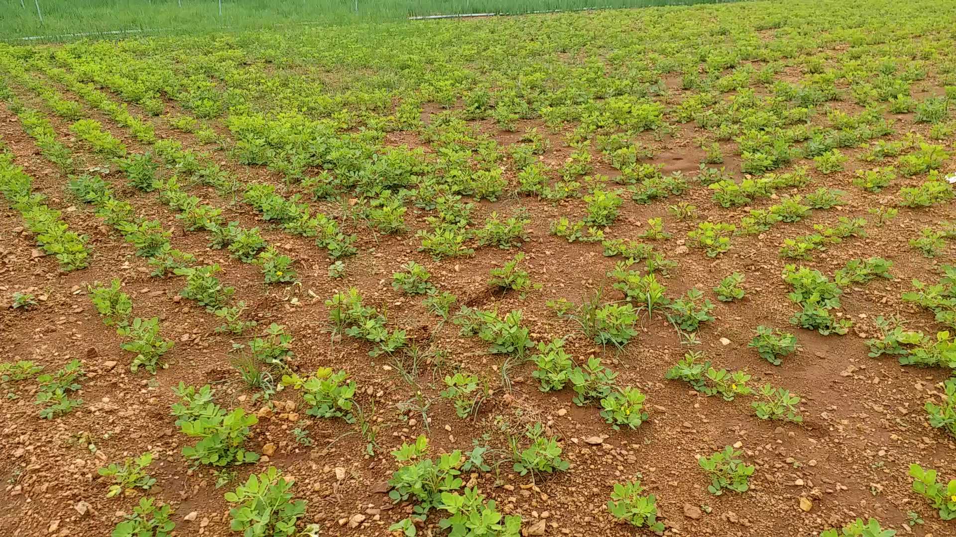 farmers expecting profit due to rain in chitradurga