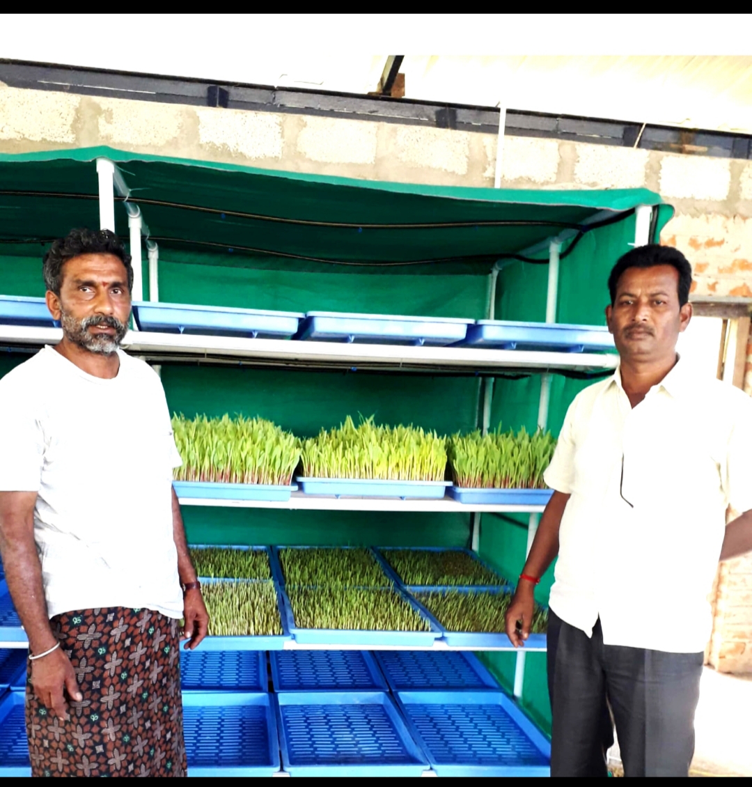 green fodder in Hydrophonics