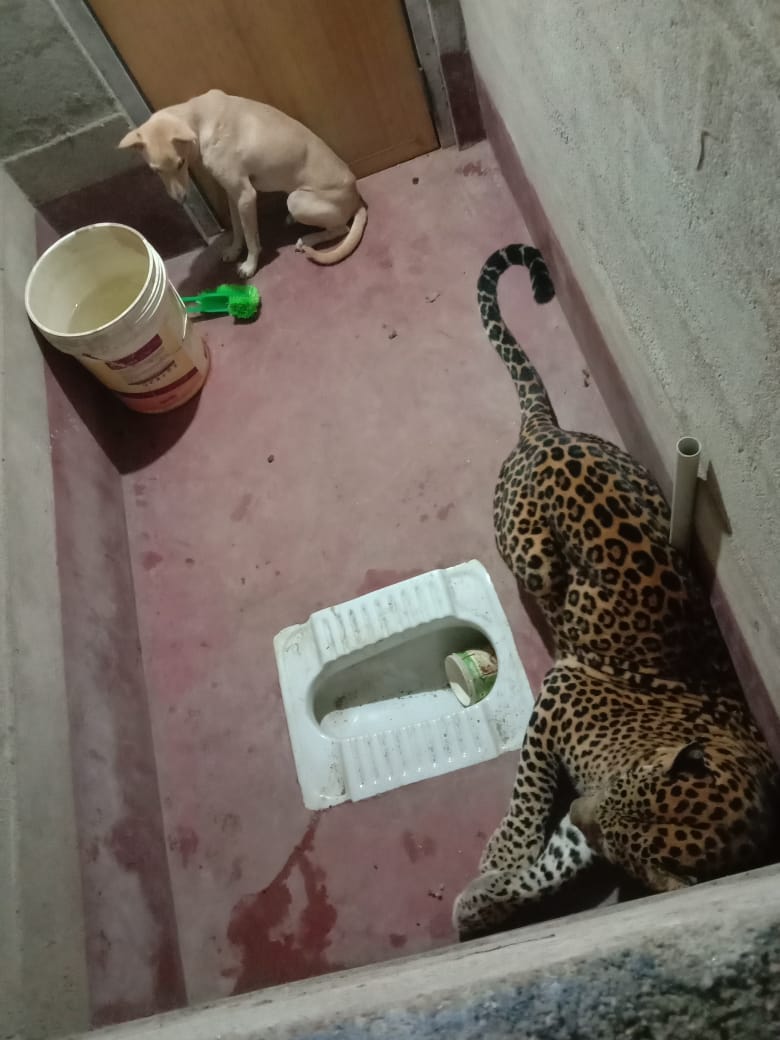 Leopard and dog locked inside toilet!