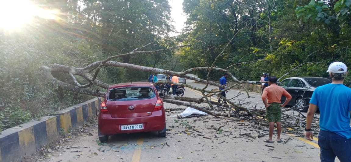 Man dies after tree falls on car at gundya