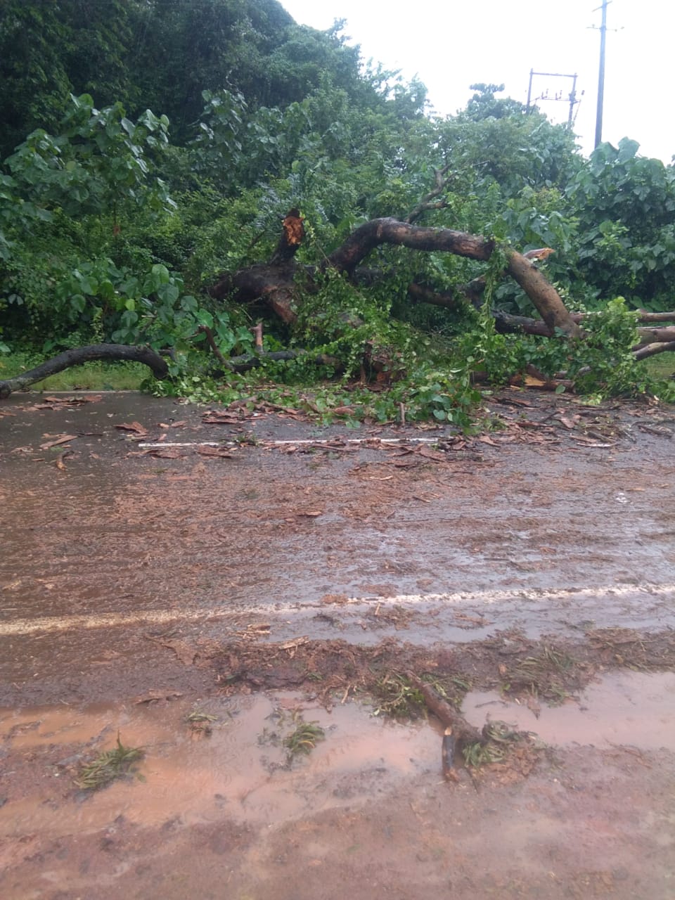 A tree fallen on a moving car