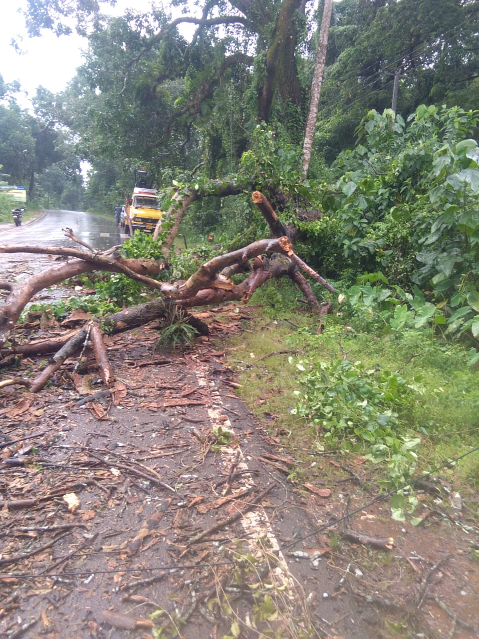 A tree fallen on a moving car