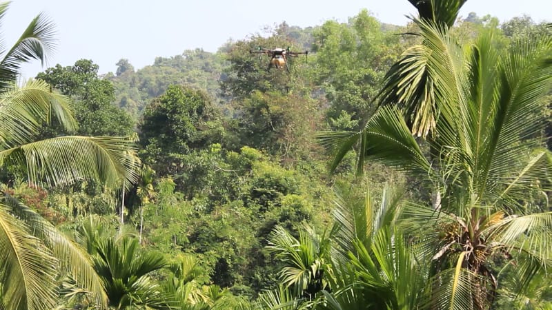 Drug spraying of areca nut by drone