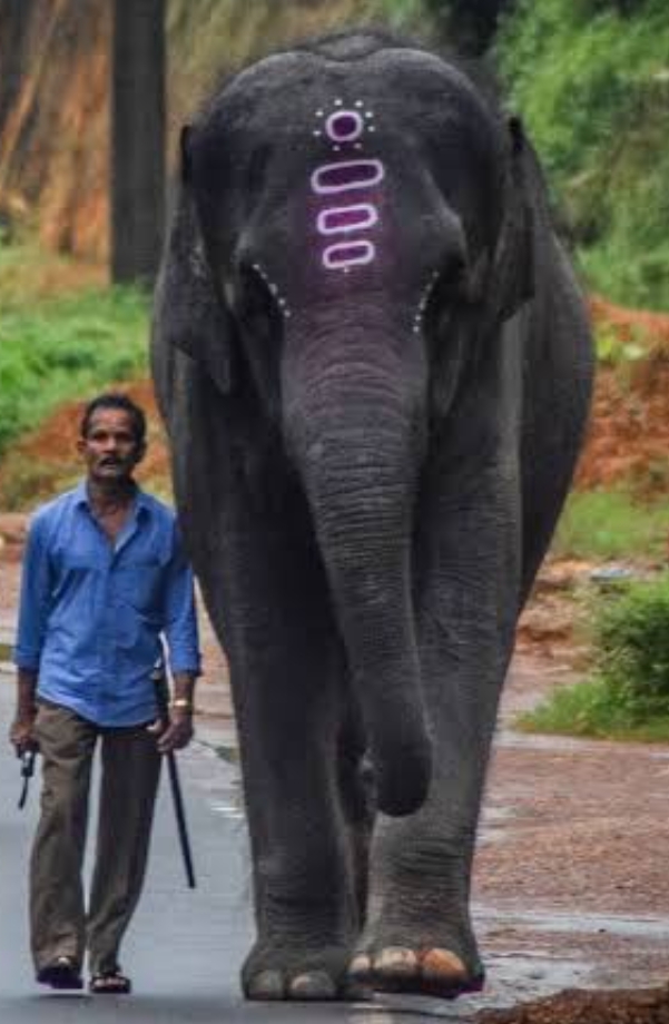 Yashasvini elephant Ownership Certificate  Kukke Subrahmanya temple  Karnataka forest department  ಕುಕ್ಕೆ ಸುಬ್ರಹ್ಮಣ್ಯದ ಯಶಸ್ವಿನಿ ಆನೆ  ಮಾಲಿಕತ್ವ ಪ್ರಮಾಣ ಪತ್ರ  ವಿಶ್ವಪ್ರಸಿದ್ಧ ಕುಕ್ಕೆ ಸುಬ್ರಹ್ಮಣ್ಯ ದೇಗುಲ  ಅರಣ್ಯ ಇಲಾಖೆಯ ಆದೇಶ ಪತ್ರ