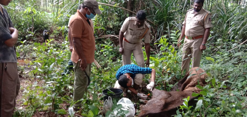 deer trapped in kodimbala village