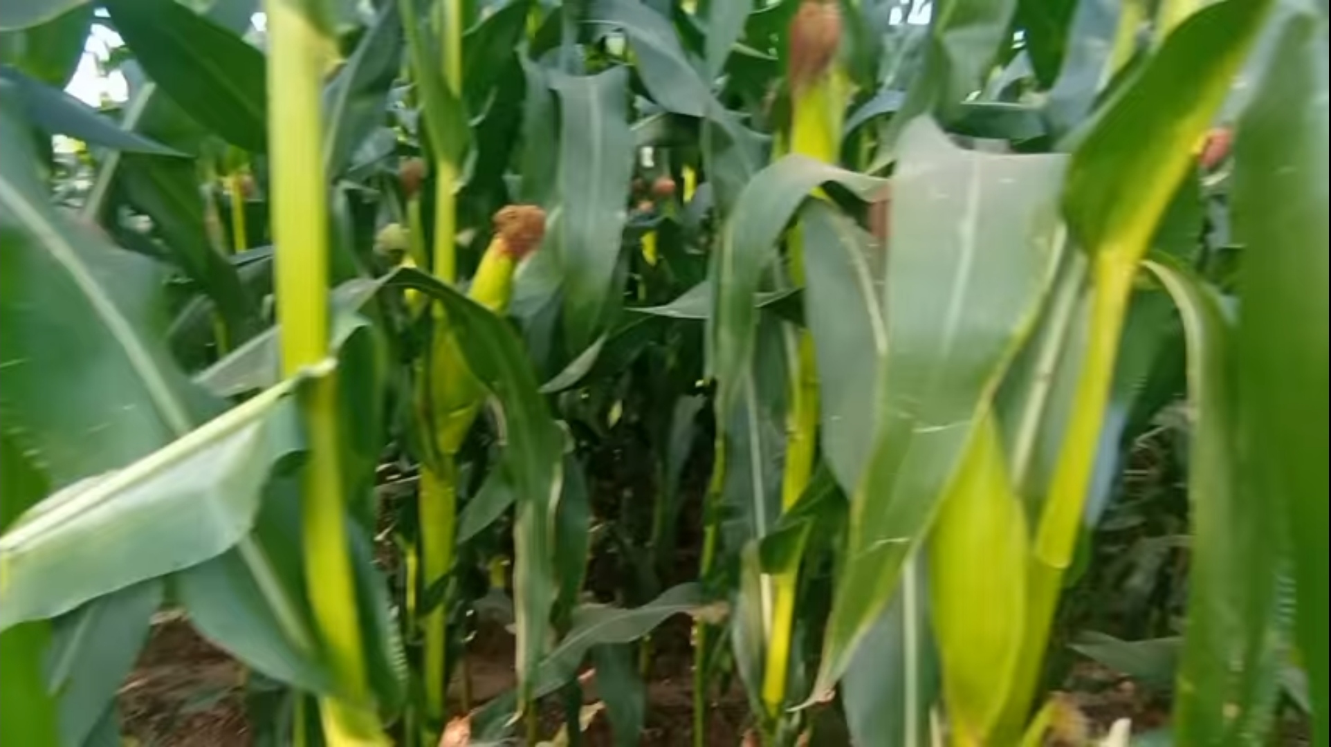 maize