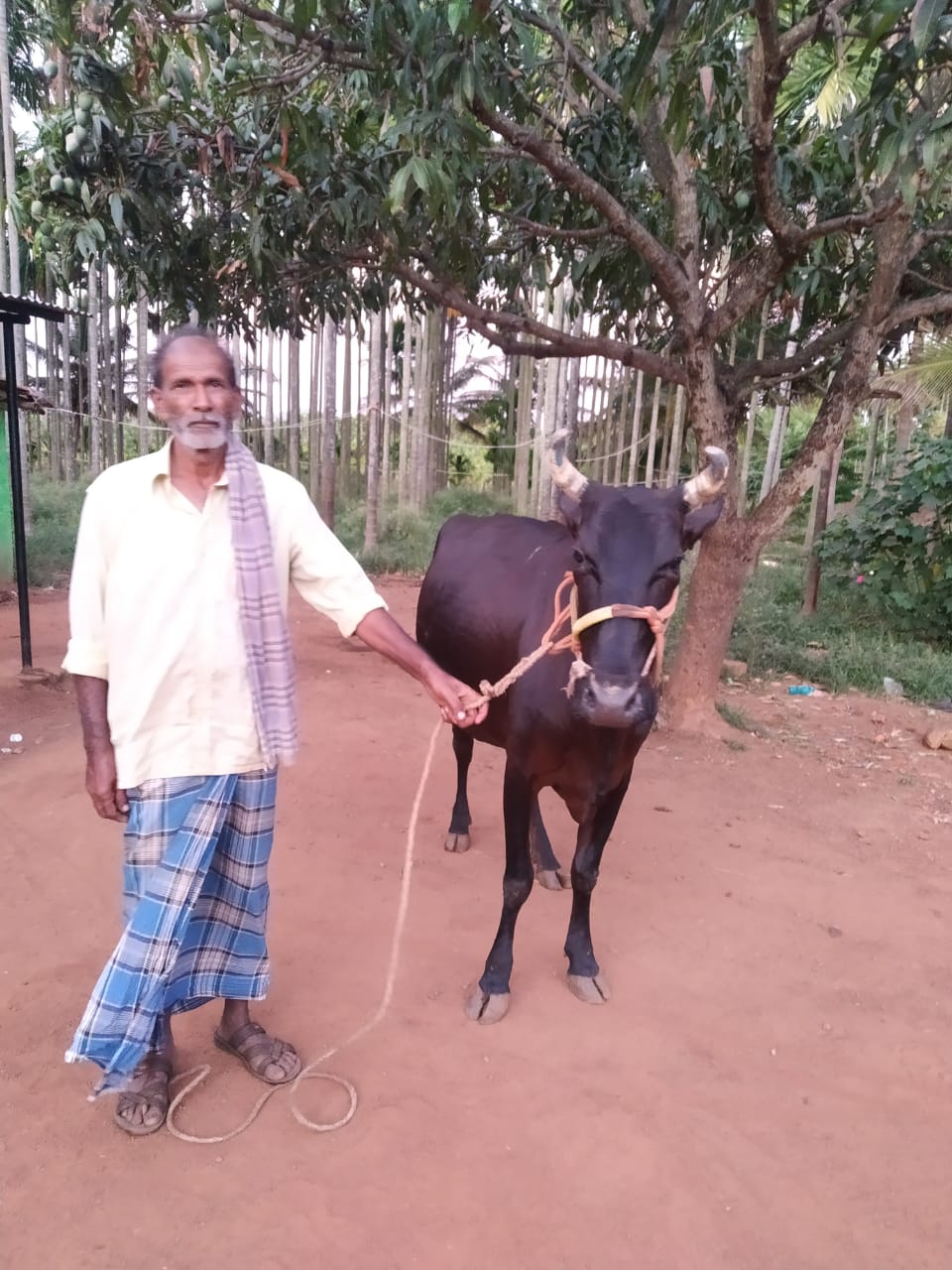 leopard attacked on farmer in karnataka Cow saved owner'life by fighting with a leopard dog also supported cow