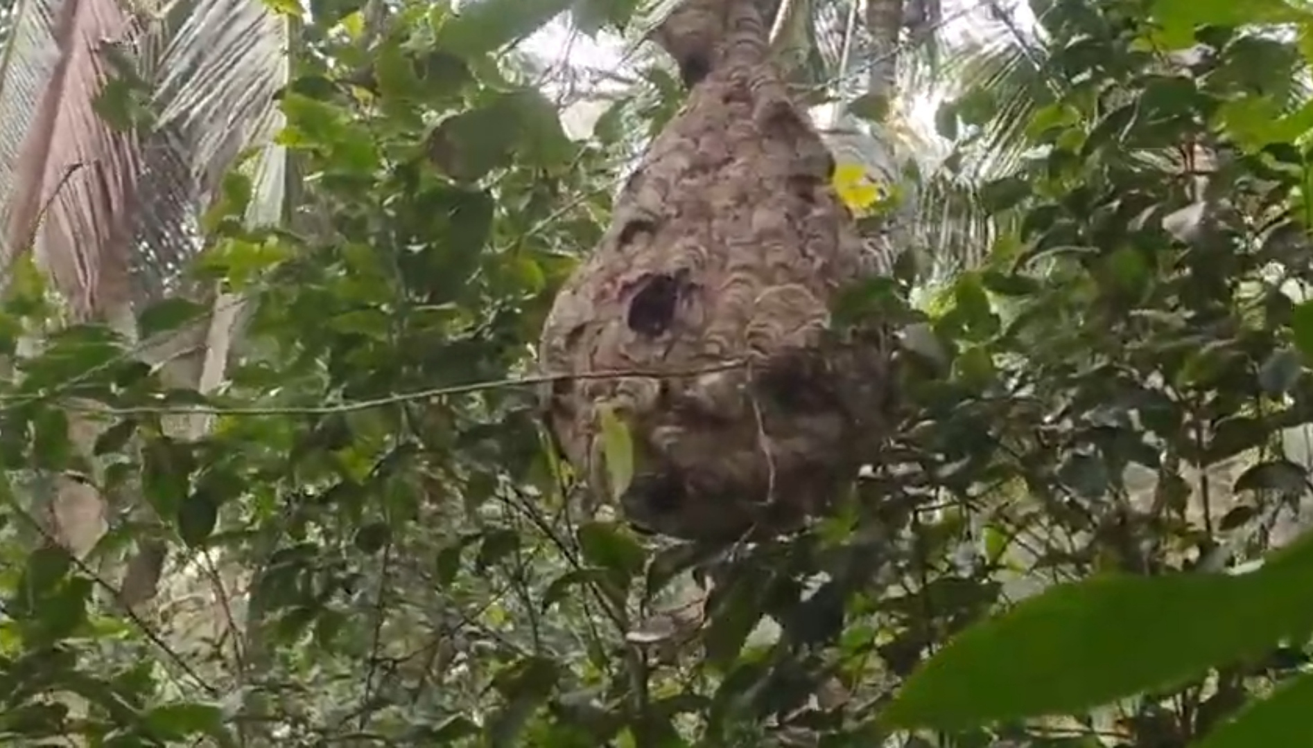 Basavapattana villagers are afraid of hornets  villagers are afraid of hornets  black and yellow flying insect  ಕಣಜ ಹುಳುವಿನಿಂದ ಗ್ರಾಮಸ್ಥರಲ್ಲಿ ಮನೆ‌ಮಾಡಿದ ಆತಂಕ  ತೋಟಕ್ಕೆ ಹೋಗಲು ಹೆದರುತ್ತಿರುವ ರೈತರು  ಮನುಷ್ಯರ ಜೀವವನ್ನೇ ಬಲಿ ಪಡೆಯುವ ಕಣಜ ಹುಳು  ರೈತರು ತೋಟಕ್ಕೆ ಹೋಗಲು ಹಿಂದೇಟು  ಕಣಜ ಹುಳು ದಾವಣಗೆರೆ ರೈತರ ನಿದ್ದೆ ಗೆಡಿಸಿದೆ  ರೈತರ ಮನದಲ್ಲಿ ಭಯದ ವಾತಾವರಣ ನಿರ್ಮಾಣ  ಹಾವಿನ ವಿಷಕ್ಕಿಂತ ಈ ಕೀಟ ಡೇಂಜರ್  ಒಟ್ಟಿಗೆ ನೂರಾರು ಕೀಟಗಳು ವ್ಯಕ್ತಿಯ ಮೇಲೆ ದಾಳಿ