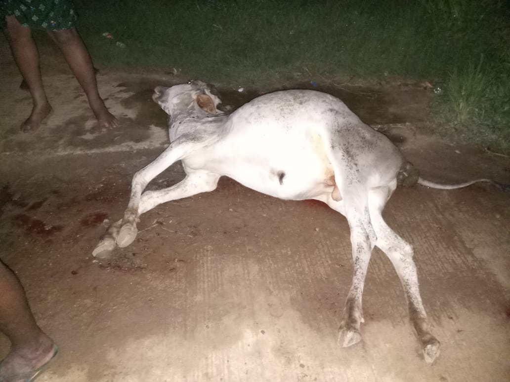 Three calves killed in accident, Three calves killed in accident in Davanagere, Three calves killed in accident news, Davanagere calves accident, Davanagere calves accident news, ಅಪಘಾತದಲ್ಲಿ ಮೂರು ಕರುಗಳು ಸಾವು, ದಾವಣಗೆರೆ ಅಪಘಾತದಲ್ಲಿ ಮೂರು ಕರುಗಳು ಸಾವು, ಅಪಘಾತದಲ್ಲಿ ಮೂರು ಕರುಗಳು ಸಾವು ಸುದ್ದಿ, ದಾವಣಗೆರೆ ಕರು ಅಪಘಾತ, ದಾವಣಗೆರೆ ಕರು ಅಪಘಾತ ಸುದ್ದಿ,