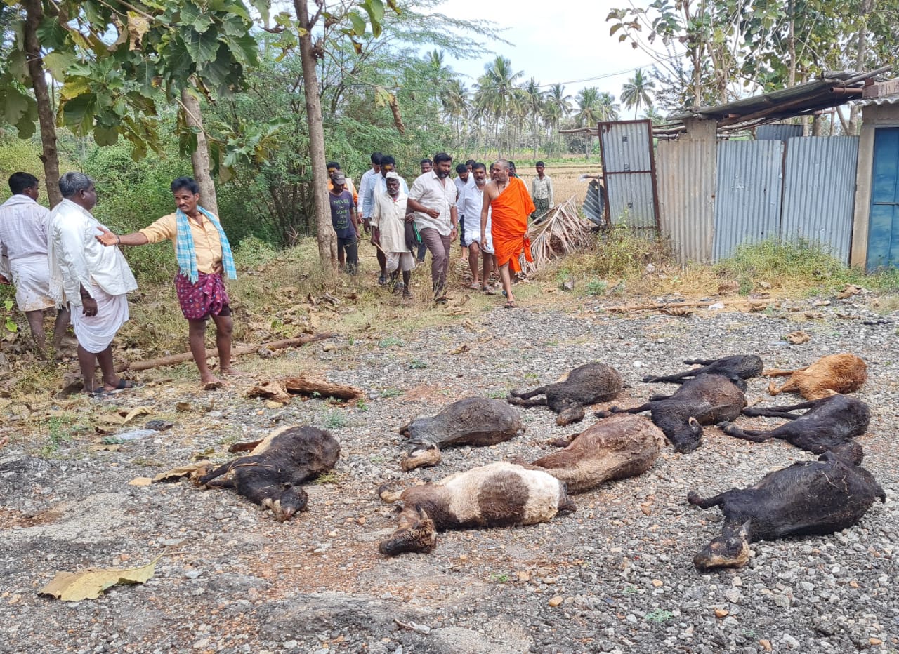 10 sheep deaths after a thunderbolt in davanagere