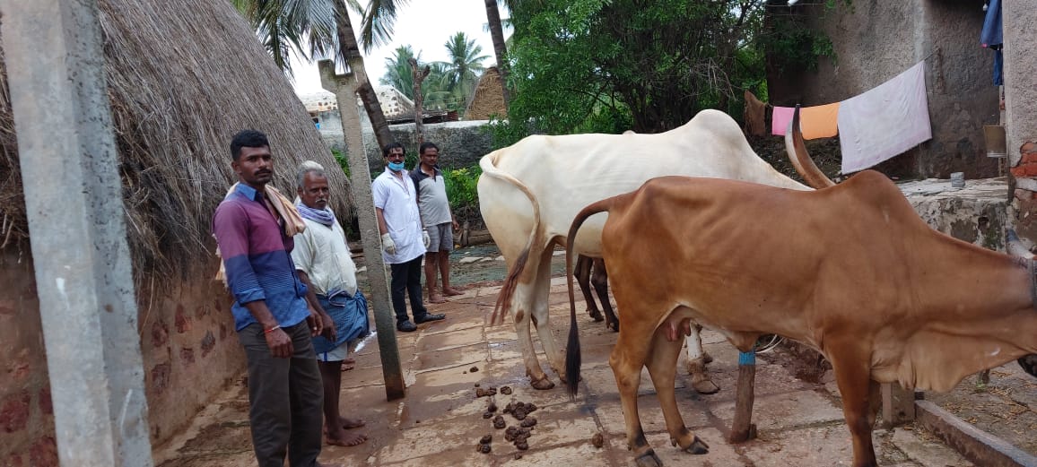 cattle Skin knot infections in the Dharwad district