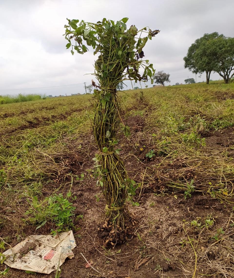 More than four feet high peanut crop in Dharwad