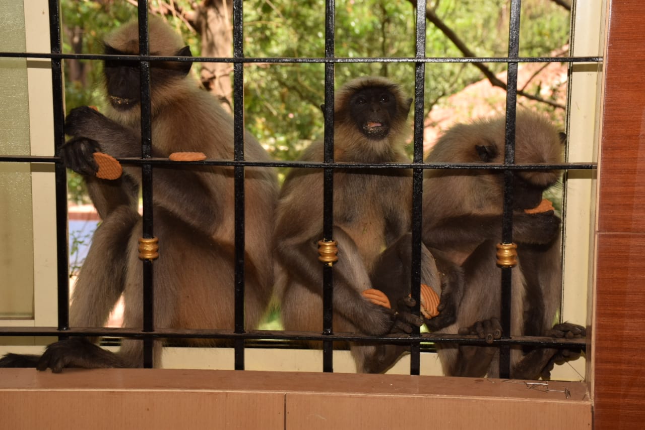 Monkeys struggling for food