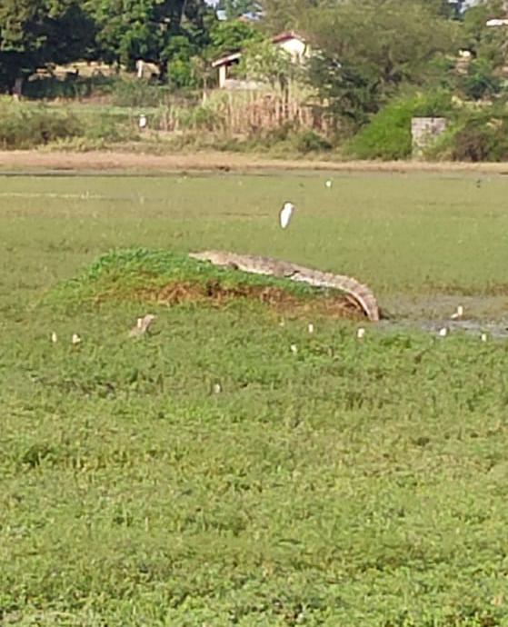 Crocodile found in lake, Crocodile found in lake at Alnavar, Alnavar news,  ಕೆರೆಯಲ್ಲಿ ಮೊಸಳೆ ಪತ್ತೆ, ಅಳ್ನಾವರದಲ್ಲಿ ಮೊಸಳೆ ಪತ್ತೆ, ಅಳ್ನಾವರ ಸುದ್ದಿ,