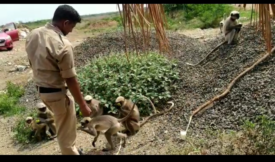 Home guard who fed the monkeys