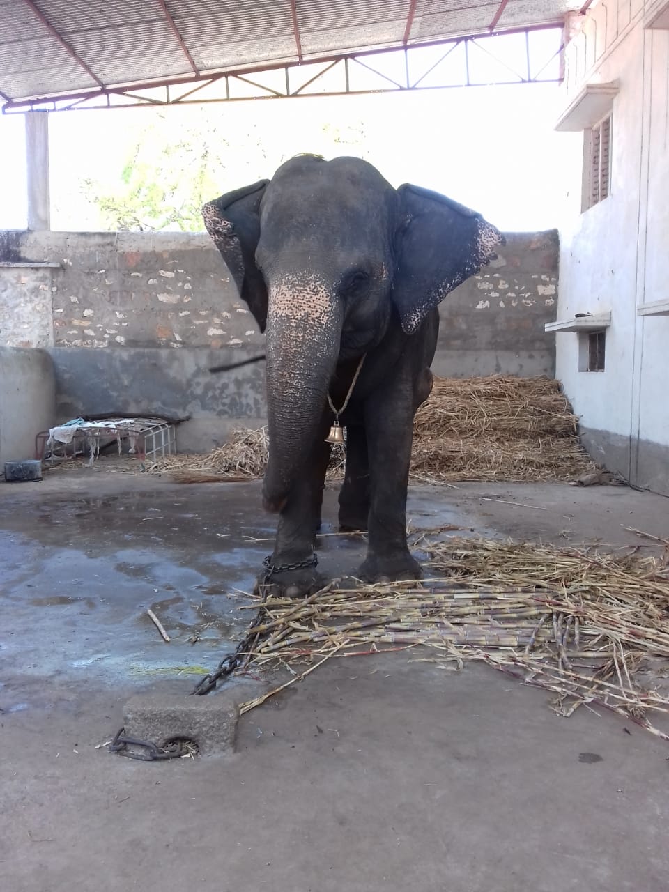 elephants are kept in isolation