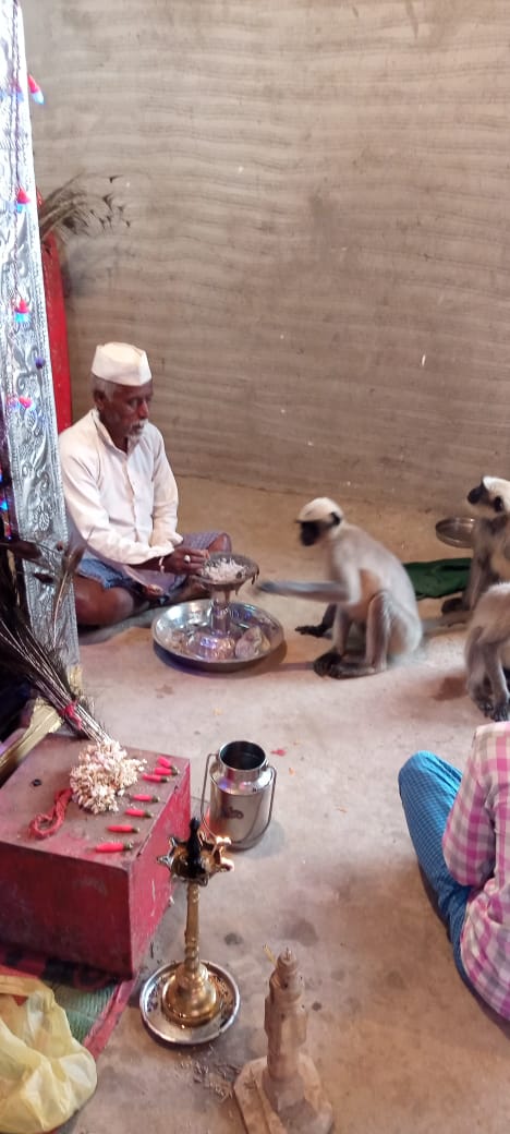 Monkeys involved in Moharram festival