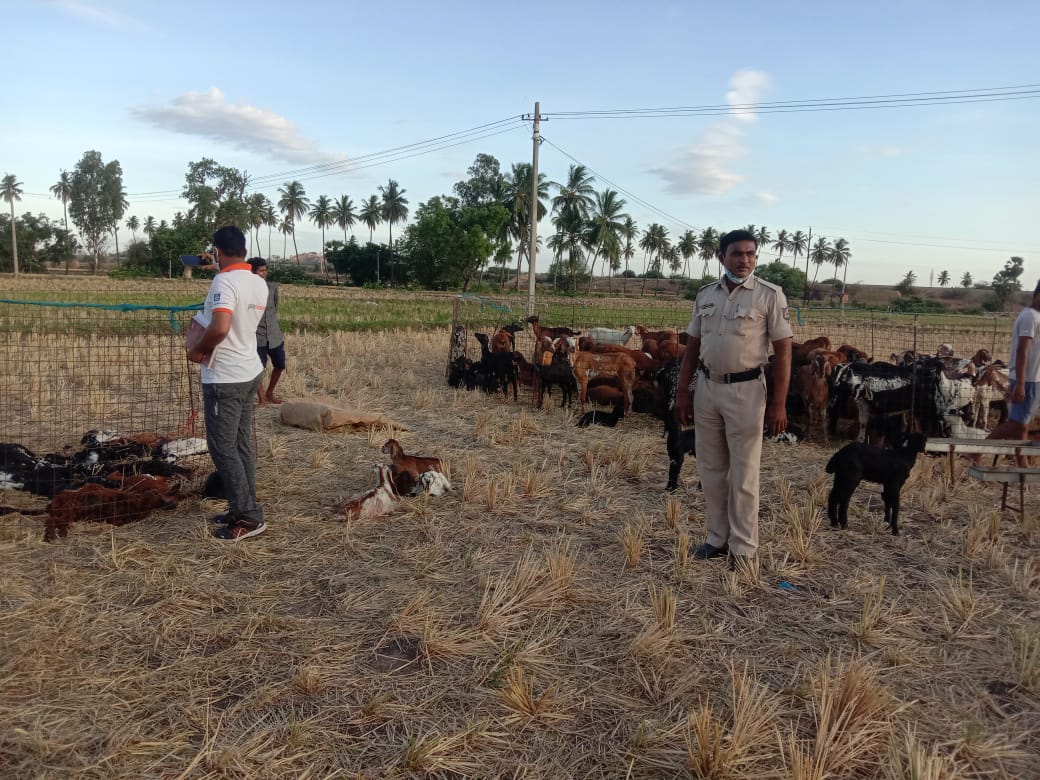 17 Sheep killed by leopards , 17 Sheep killed by leopard in Gangavathi,  Gangavathi news, ಕುರಿ ಹಿಂಡಿನ ಮೇಲೆ ಚಿರತೆ ಹಿಂಡು ದಾಳಿ, ಗಂಗಾವತಿಯಲ್ಲಿ ಕುರಿ ಹಿಂಡಿನ ಮೇಲೆ ಚಿರತೆ ಹಿಂಡು ದಾಳಿ, 17 ಕುರಿಗಳನ್ನು ತಿಂದು ಹಾಕಿದ ಚಿರತೆ ಹಿಂಡು, ಗಂಗಾವತಿ ಸುದ್ದಿ,