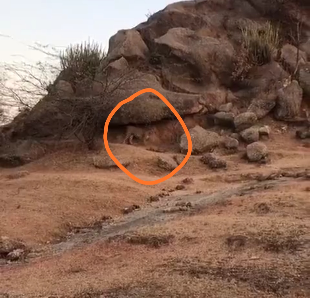 Leopard Detection in Gangavathi Hill