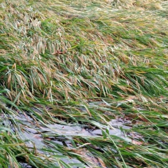 Paddy Damage in Gangavathi