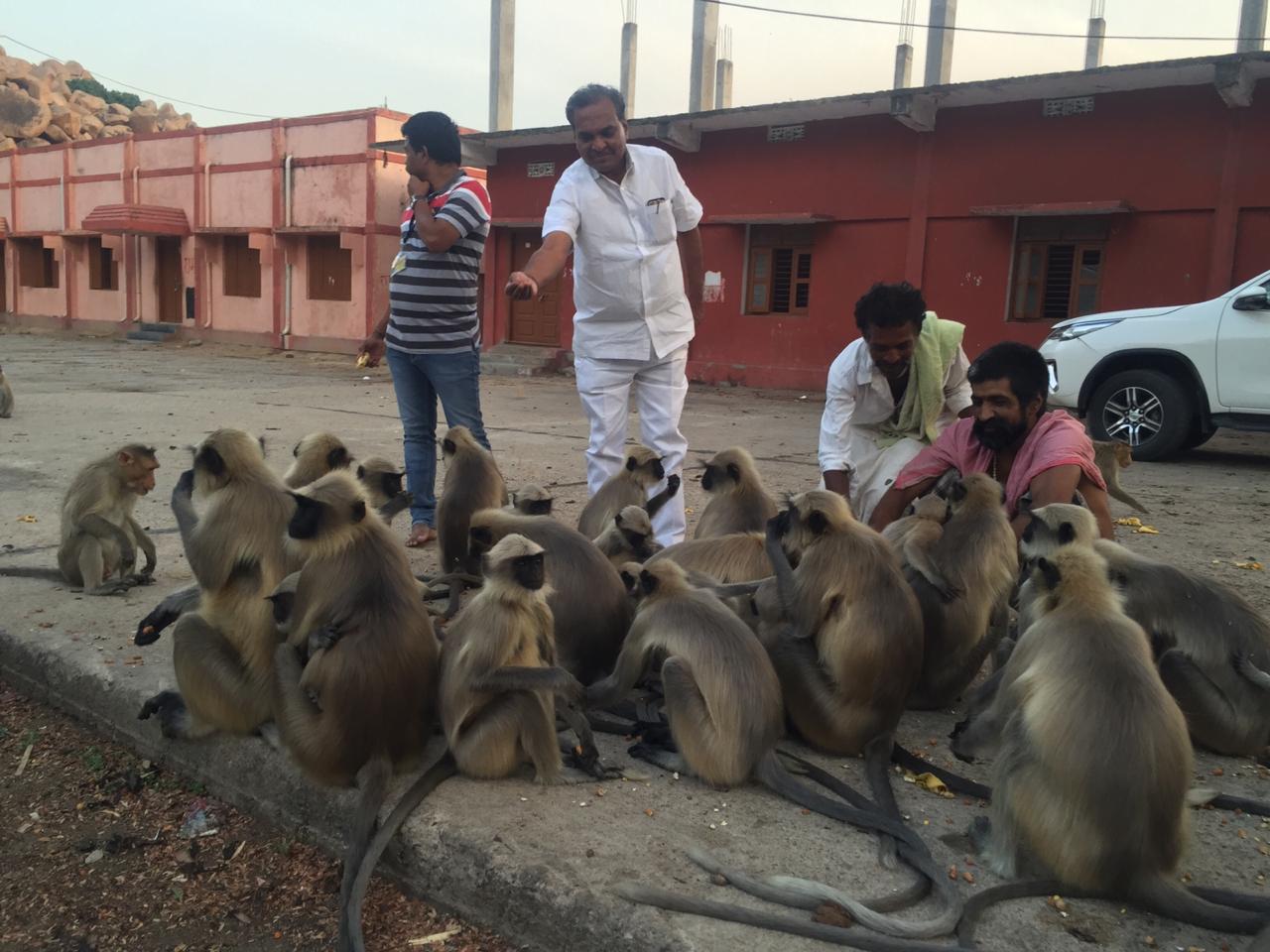 Legislator Paranna Munavalli  fed Anjanadri hill monkeys ...!