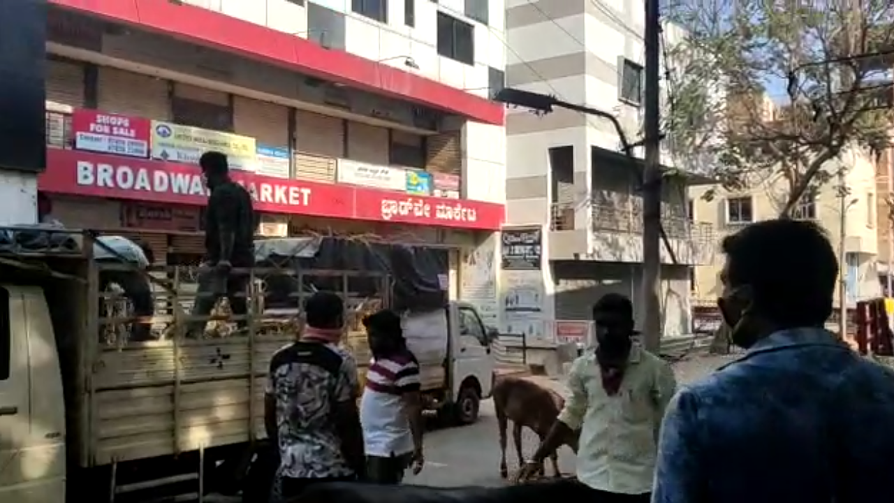 food supply to street cows