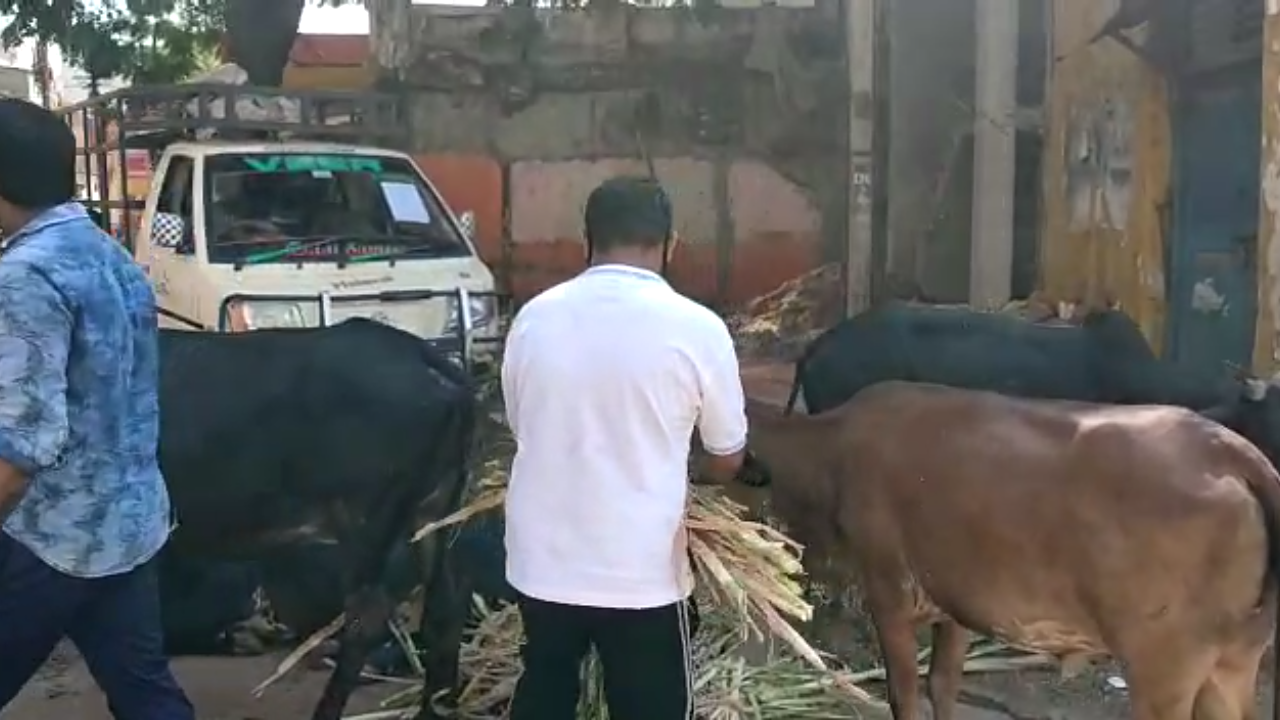 food supply to street cows