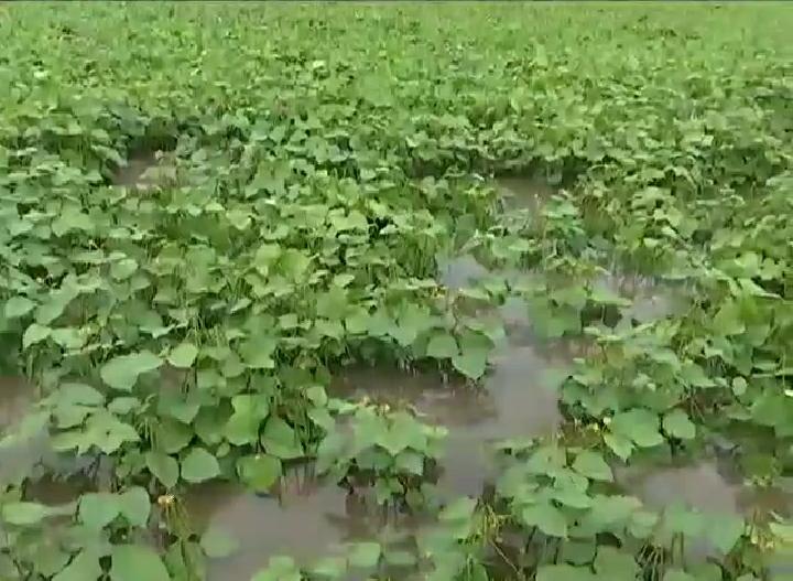 crop loss due to continuous rainfall