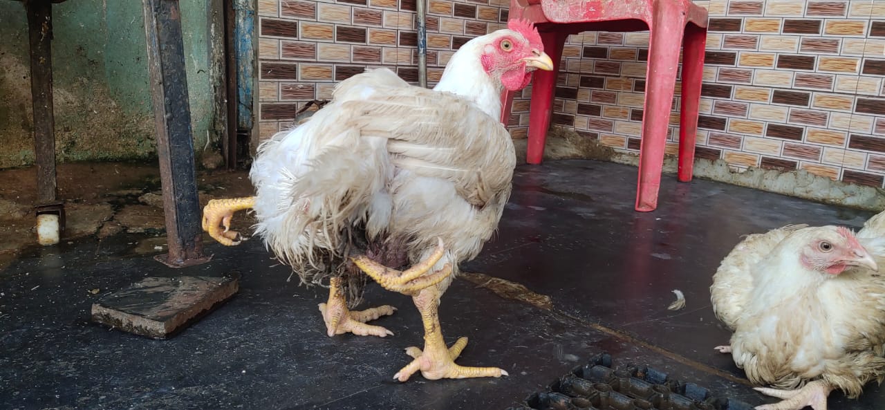 Four leg Chicken in Hubli