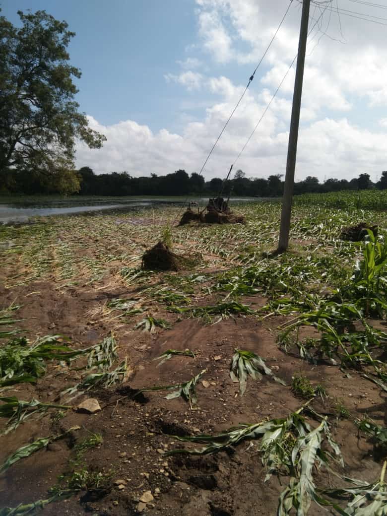 9579 hectares of crop demolished in Dharwad due to heavy rain