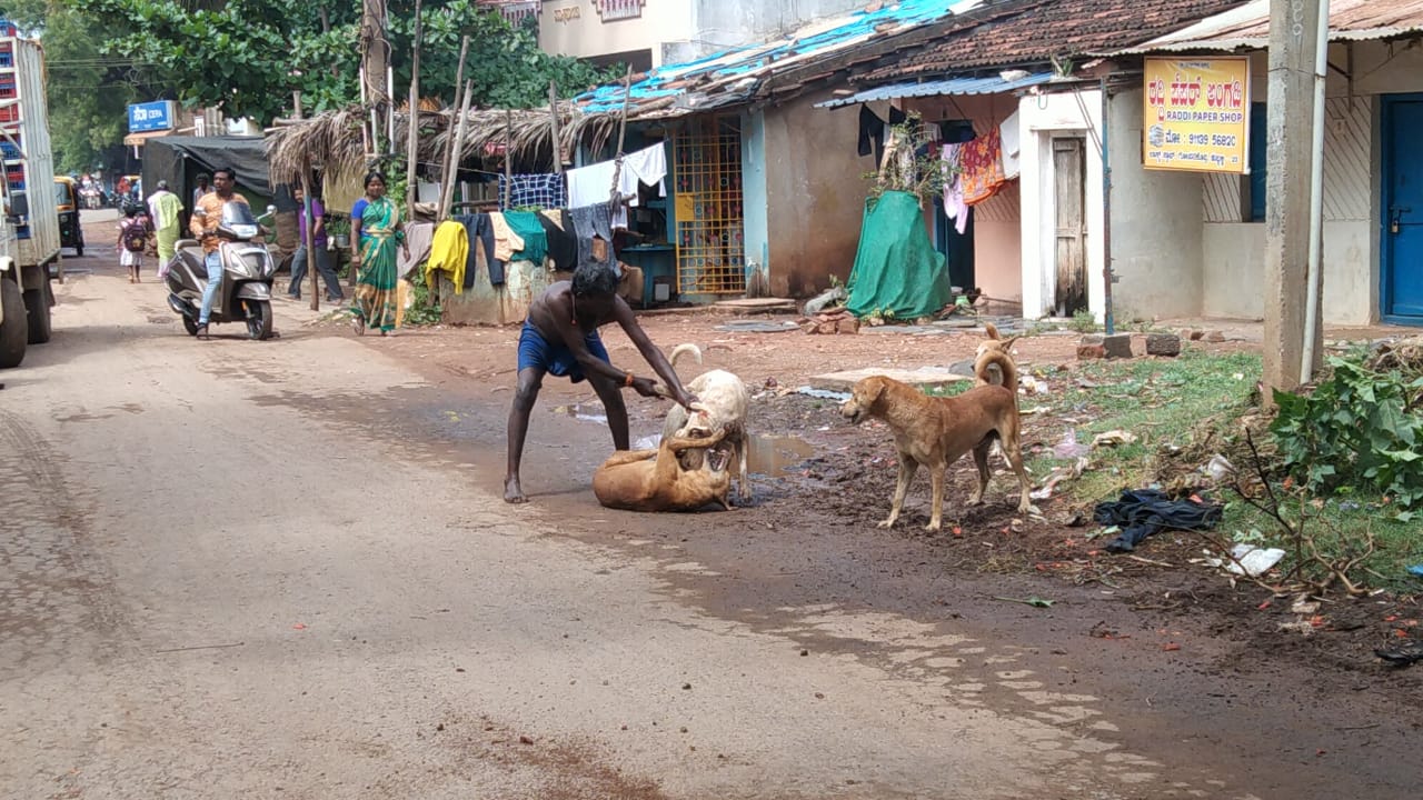 street dog attack