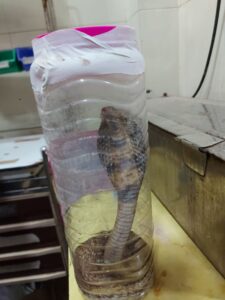 reptile conservator hospitalized with a bitten snake hubballi