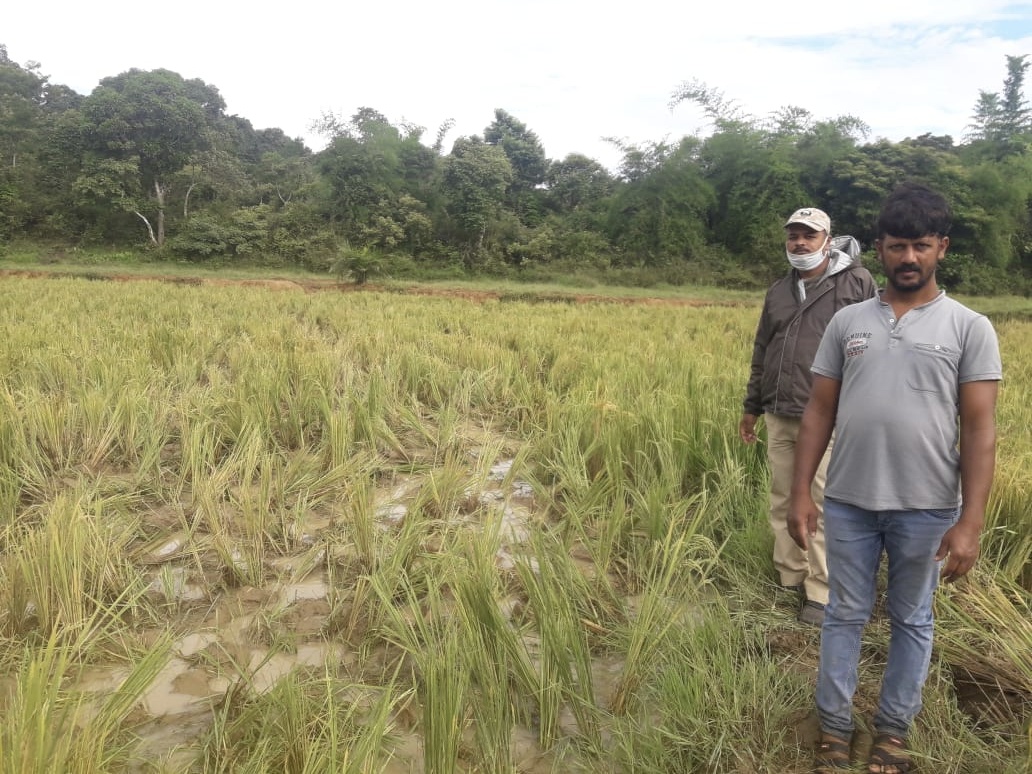 elephant attack in sakleshpur