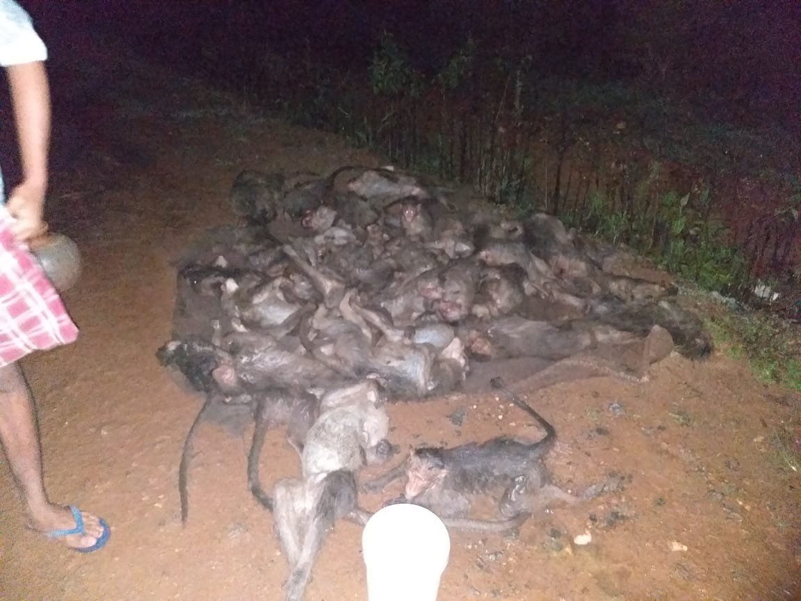 monkeys were poisoned and killed