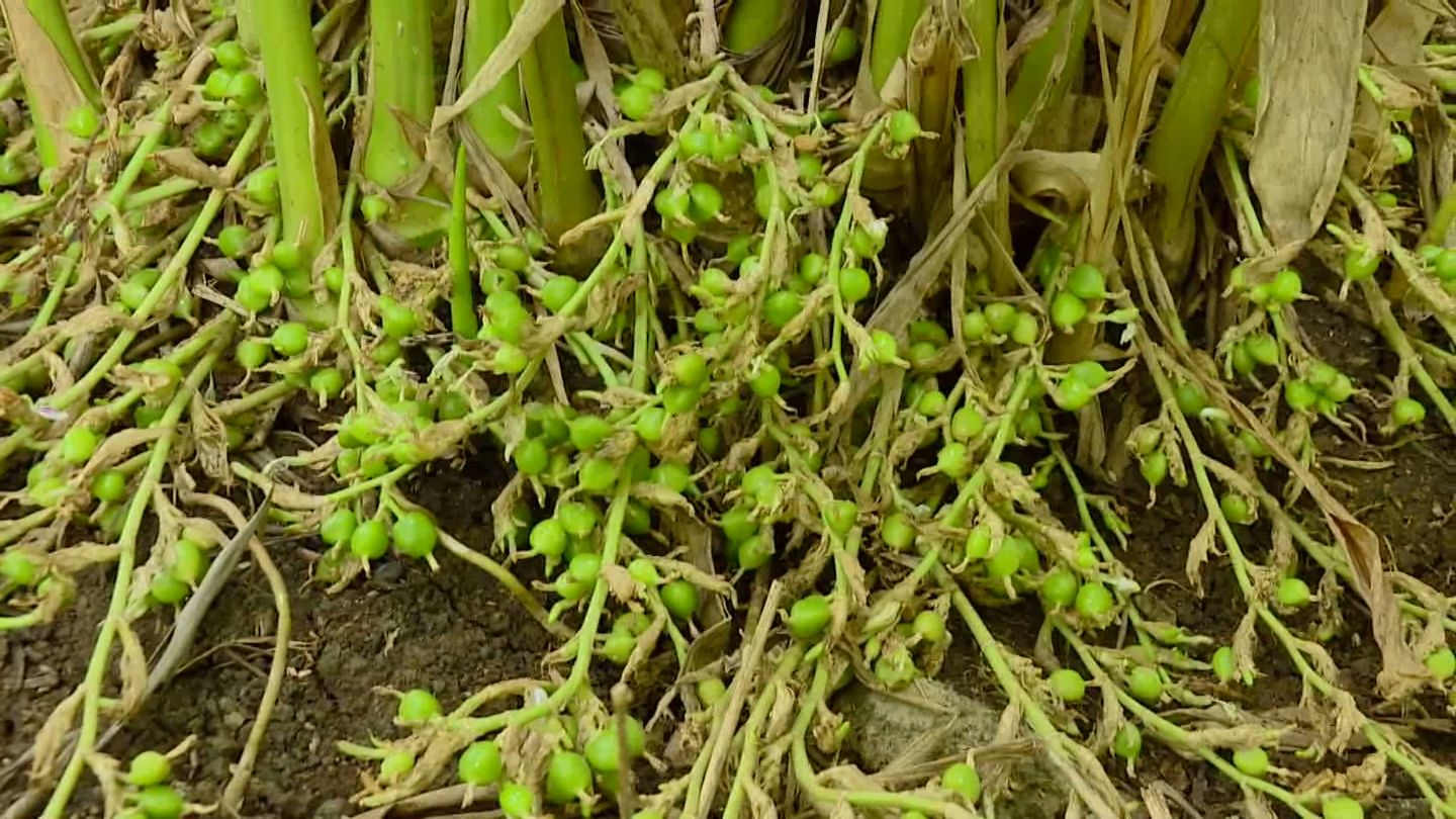 farmer who grew Sambar crop on the plains