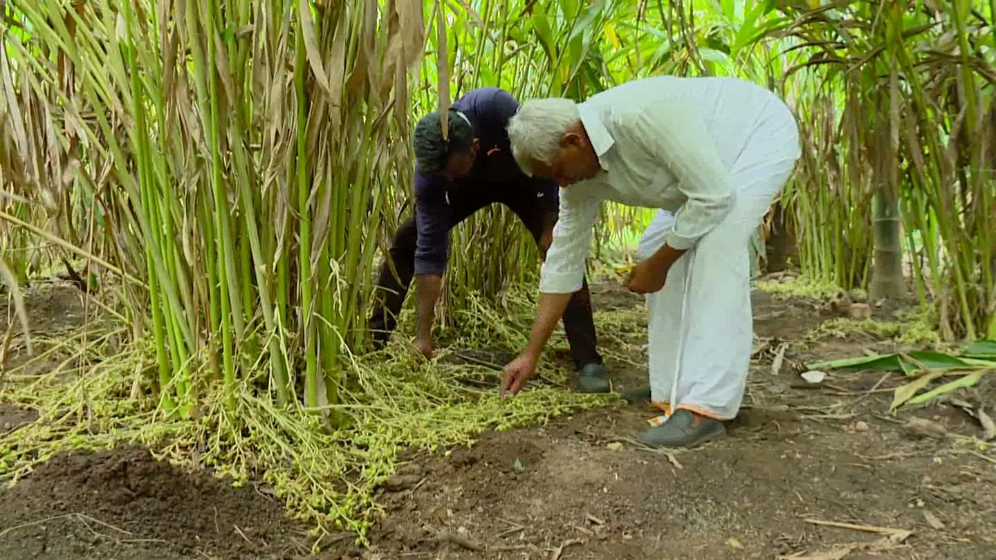 farmer who grew Sambar crop on the plains