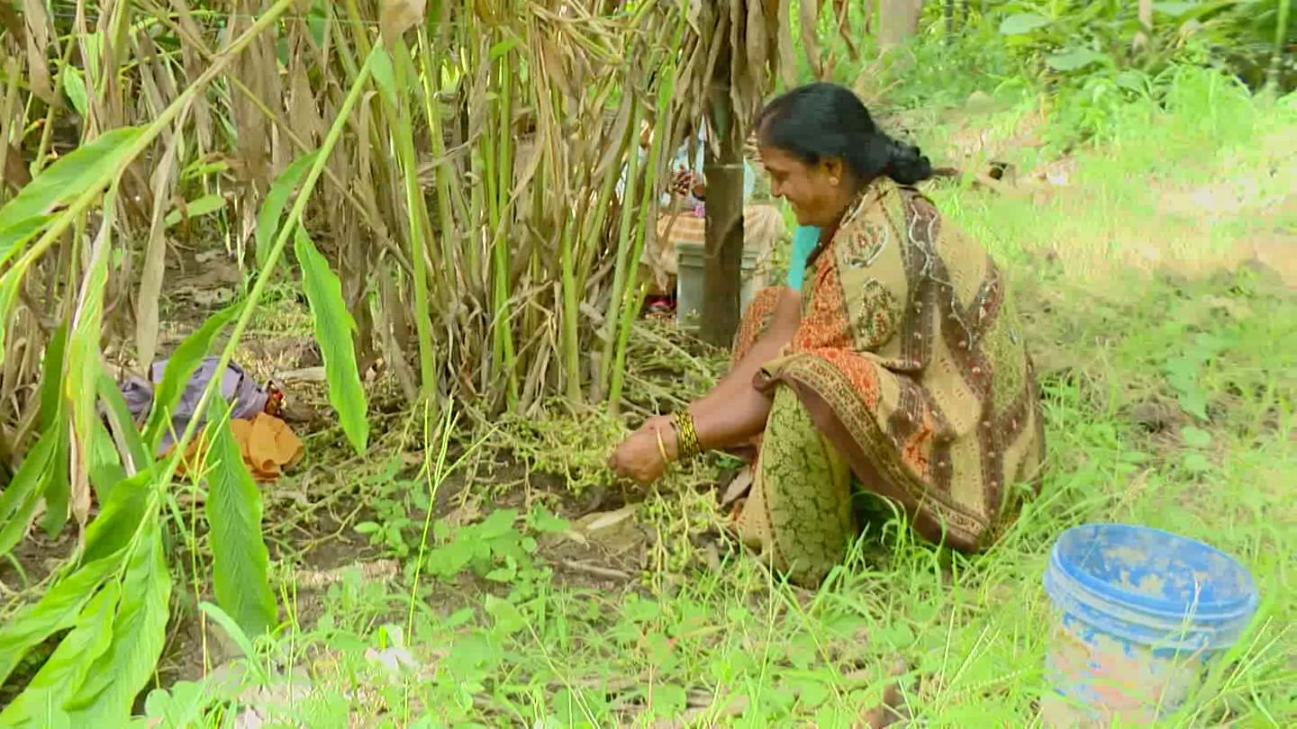 farmer who grew Sambar crop on the plains