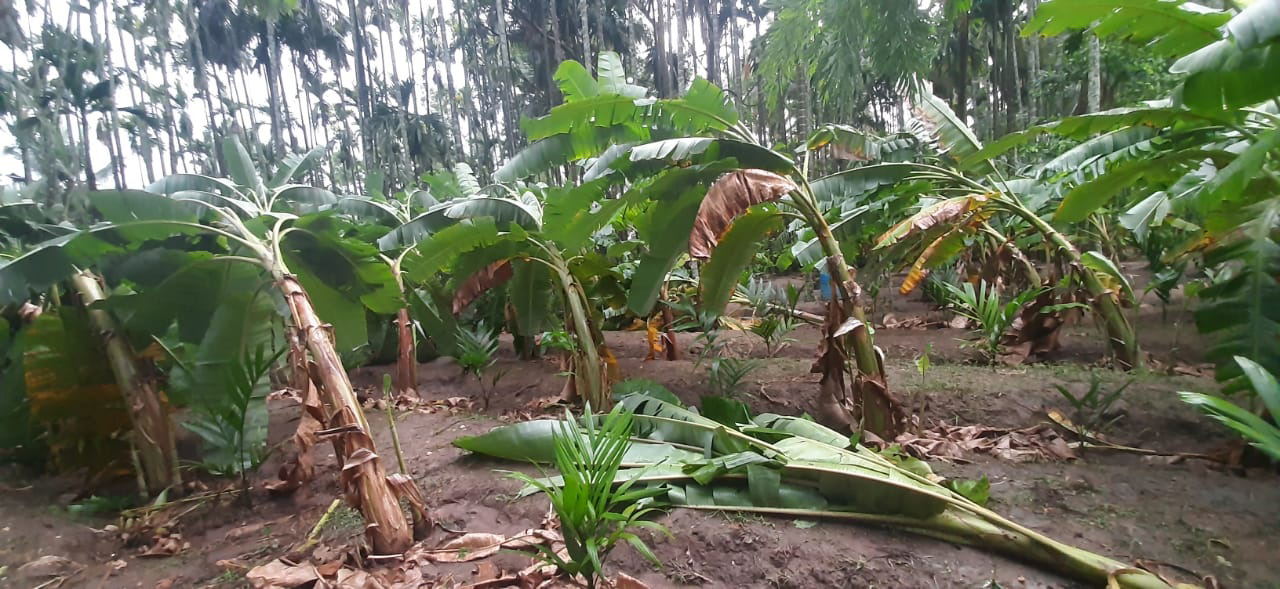 ಅರಕಲಗೂಡಿನಲ್ಲಿ ಧಾರಾಕಾರ ಮಳೆ