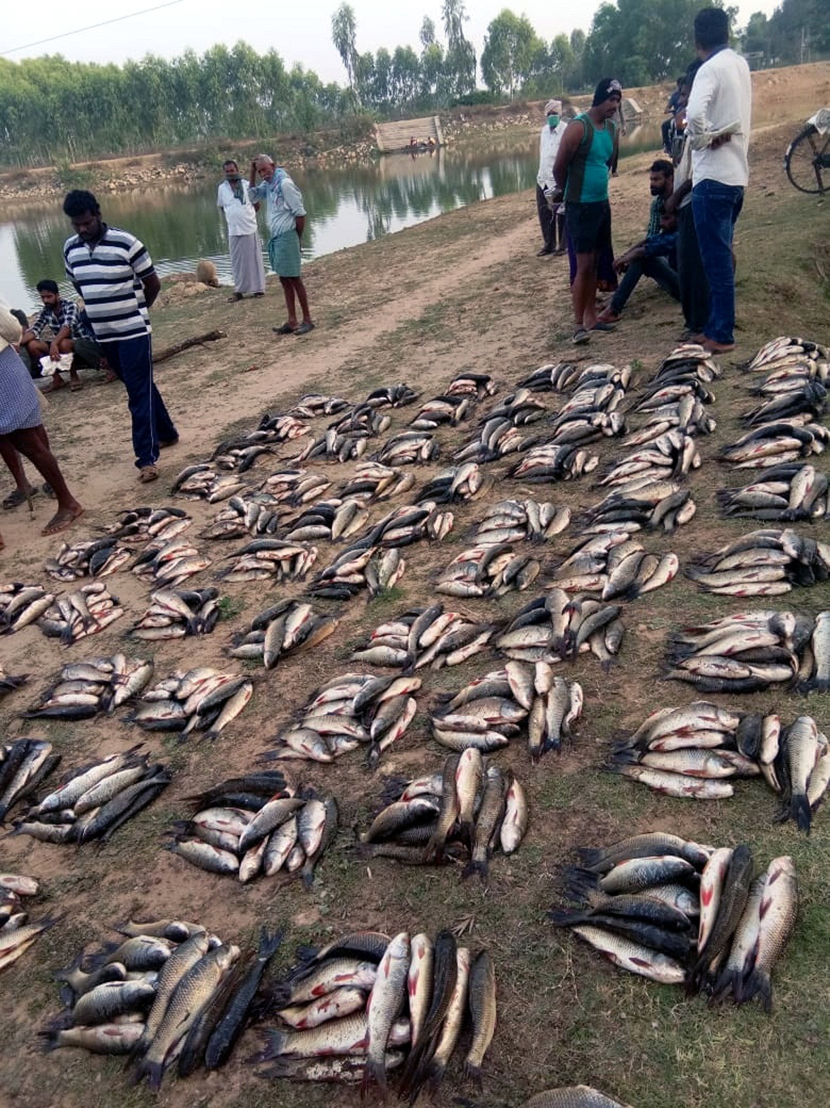 miscreants pour poison into the lake