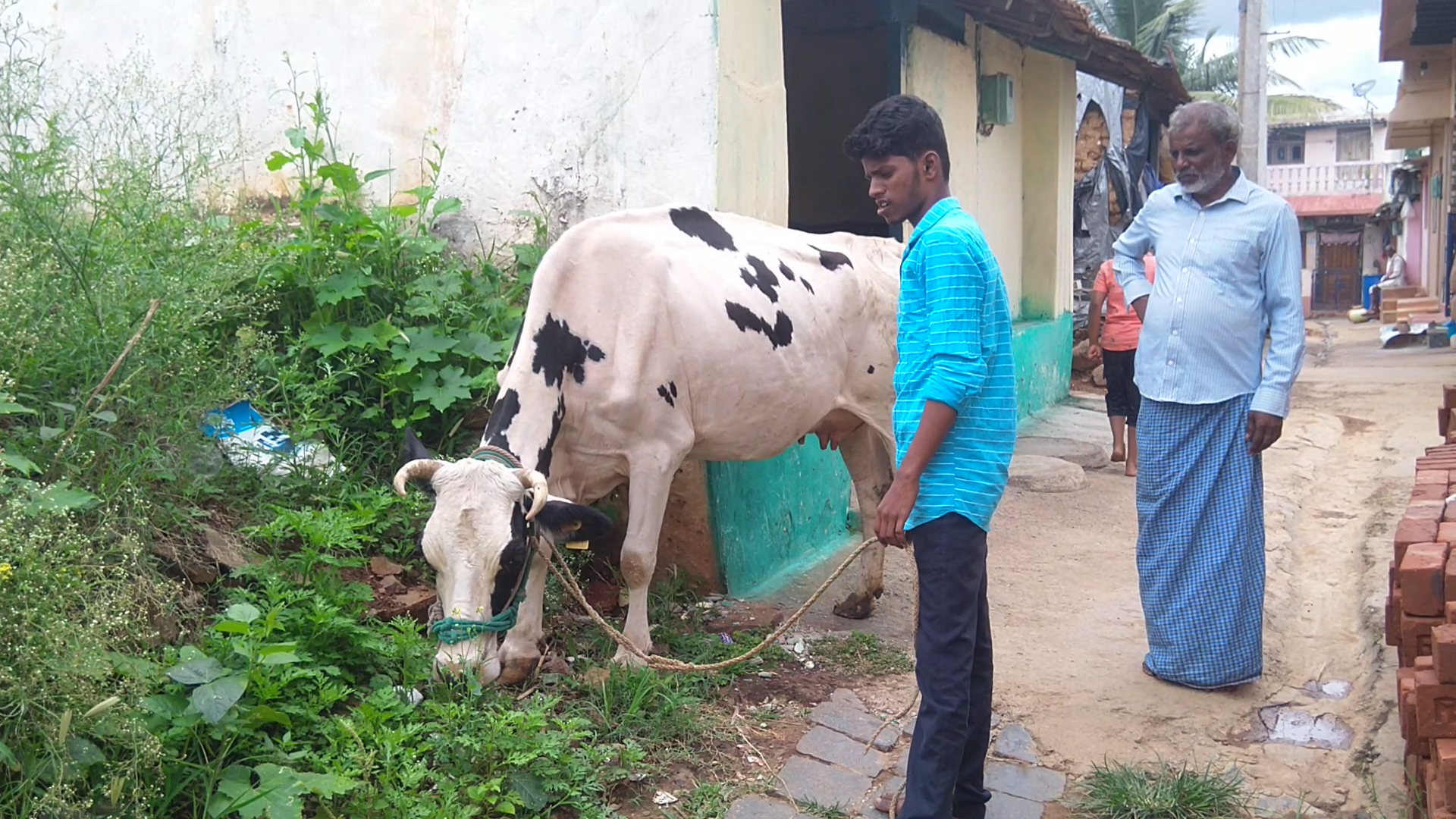 ಹಸು ಮೇಯಿಸುತ್ತಿರುವ ರಾಹುಲ್