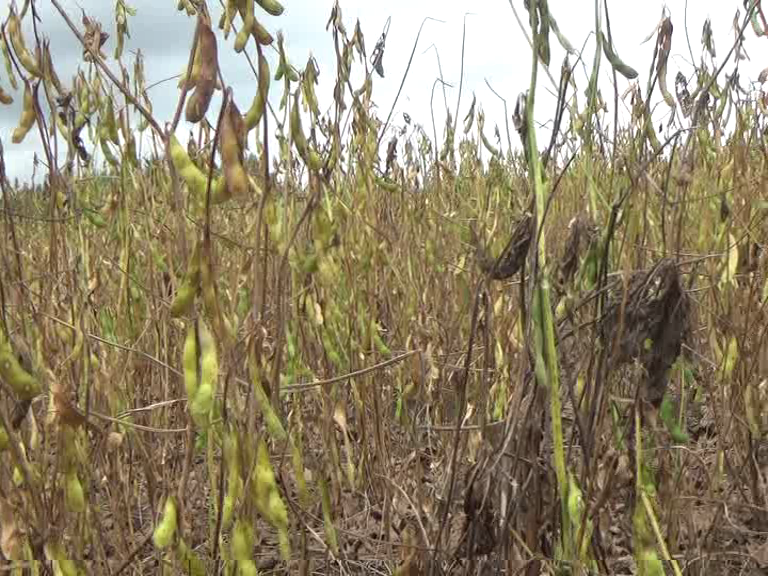Soybean crop loss for farmers