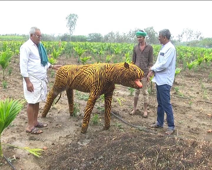 Farmer using a tiger doll to scare the monkeys to protect his crops in Karnataka