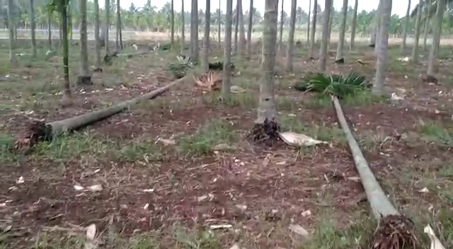 150 Nut trees fell down, 150 Nut trees fell down from heavy rain, 150 Nut trees fell down from heavy rain in Haveri, Haveri news, ಧರೆಗುರುಳಿದ 150 ಅಡಿಕೆ ಮರಗಳು, ಹಾವೇರಿಯಲ್ಲಿ ಧರೆಗುರುಳಿದ 150 ಅಡಿಕೆ ಮರಗಳು, ಹಾವೇರಿ ಸುದ್ದಿ, ಹಾವೇರಿ ಮಳೆ ಸುದ್ದಿ,