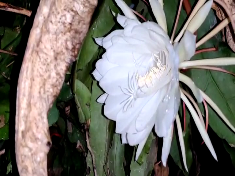 BRAMHA KAMALA FLOWER, BRAMHA KAMALA FLOWER BLOOMS, BRAMHA KAMALA FLOWER BLOOMS IN Haveri, Haveri news, ಬ್ರಹ್ಮ ಕಮಲ ಹೂವು, ಅರಳಿದ ಬ್ರಹ್ಮ ಕಮಲ ಹೂವು, ಹಾವೇರಿಯಲ್ಲಿ ಅರಳಿದ ಬ್ರಹ್ಮ ಕಮಲ ಹೂವು, ಹಾವೇರಿ ಸುದ್ದಿ,