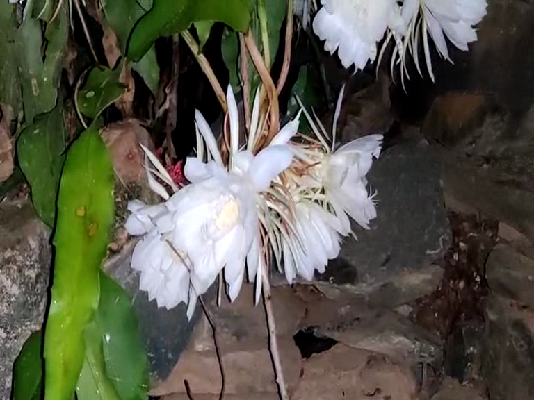 BRAMHA KAMALA FLOWER, BRAMHA KAMALA FLOWER BLOOMS, BRAMHA KAMALA FLOWER BLOOMS IN Haveri, Haveri news, ಬ್ರಹ್ಮ ಕಮಲ ಹೂವು, ಅರಳಿದ ಬ್ರಹ್ಮ ಕಮಲ ಹೂವು, ಹಾವೇರಿಯಲ್ಲಿ ಅರಳಿದ ಬ್ರಹ್ಮ ಕಮಲ ಹೂವು, ಹಾವೇರಿ ಸುದ್ದಿ,