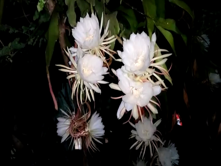 BRAMHA KAMALA FLOWER, BRAMHA KAMALA FLOWER BLOOMS, BRAMHA KAMALA FLOWER BLOOMS IN Haveri, Haveri news, ಬ್ರಹ್ಮ ಕಮಲ ಹೂವು, ಅರಳಿದ ಬ್ರಹ್ಮ ಕಮಲ ಹೂವು, ಹಾವೇರಿಯಲ್ಲಿ ಅರಳಿದ ಬ್ರಹ್ಮ ಕಮಲ ಹೂವು, ಹಾವೇರಿ ಸುದ್ದಿ,