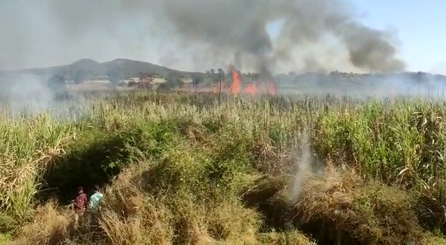 crop burned by fire in Haveri