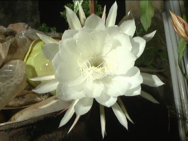 Midnight lily flower