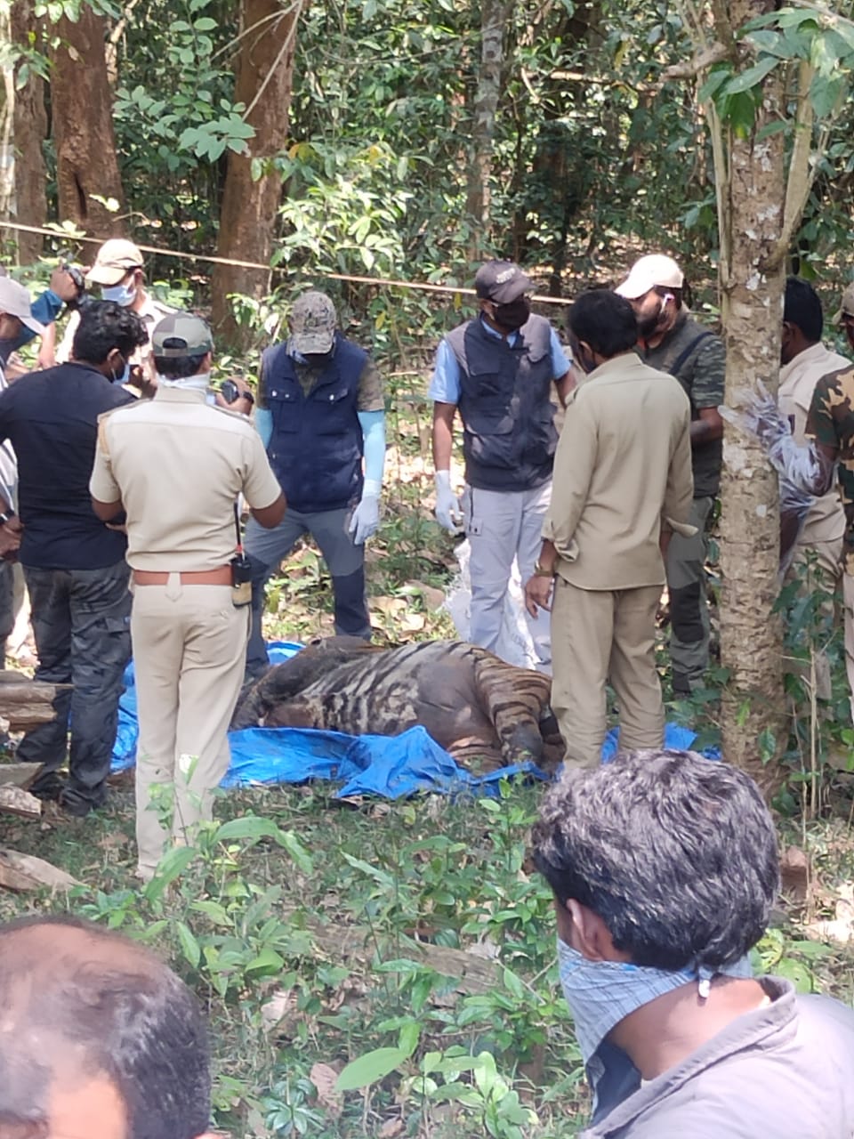 dead tiger found in kotur village